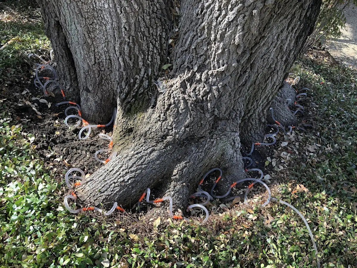 Detailed Tree Cabling and Bracing job site in Hazelhurst